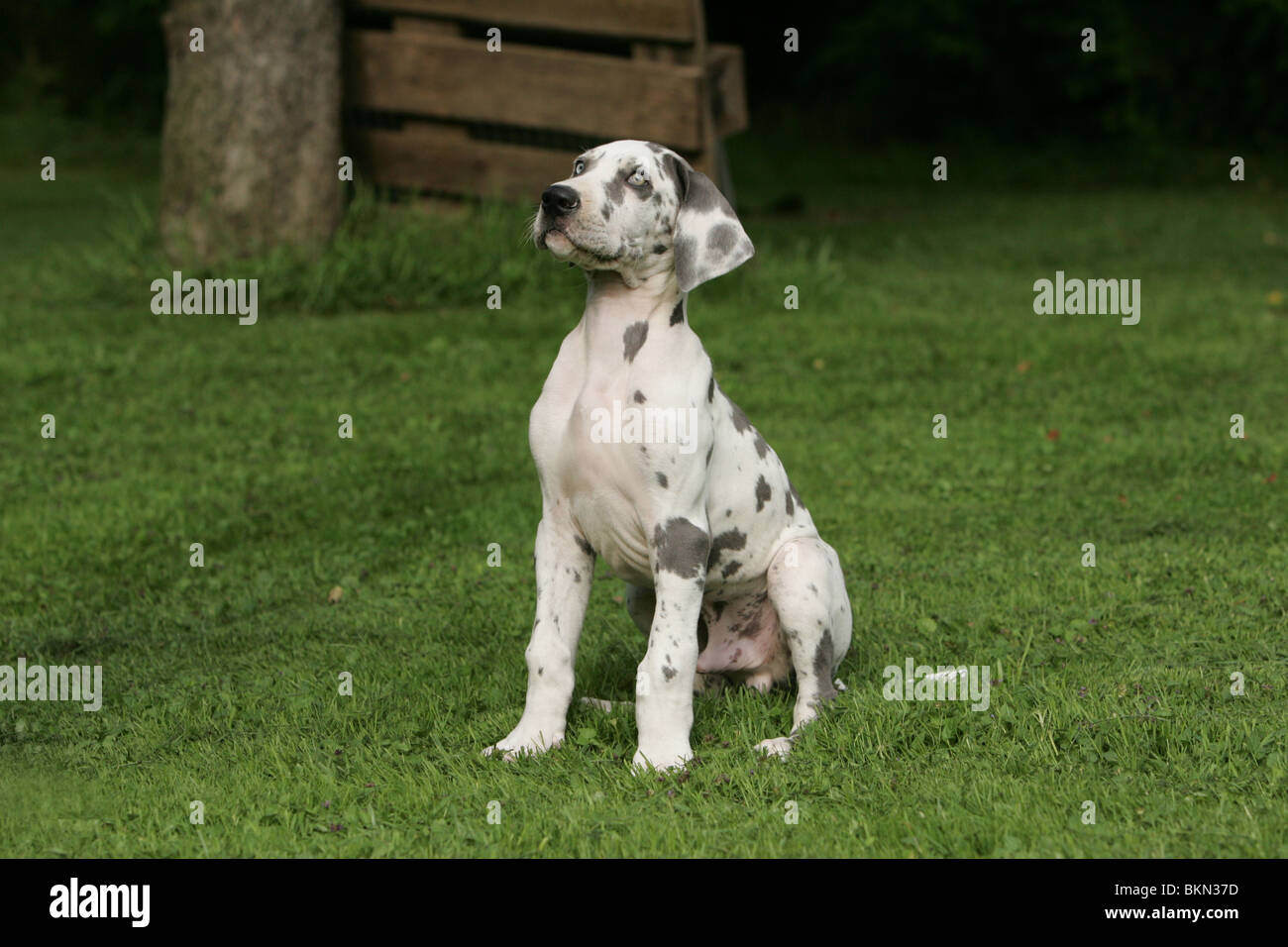 great dane puppy Stock Photo Alamy