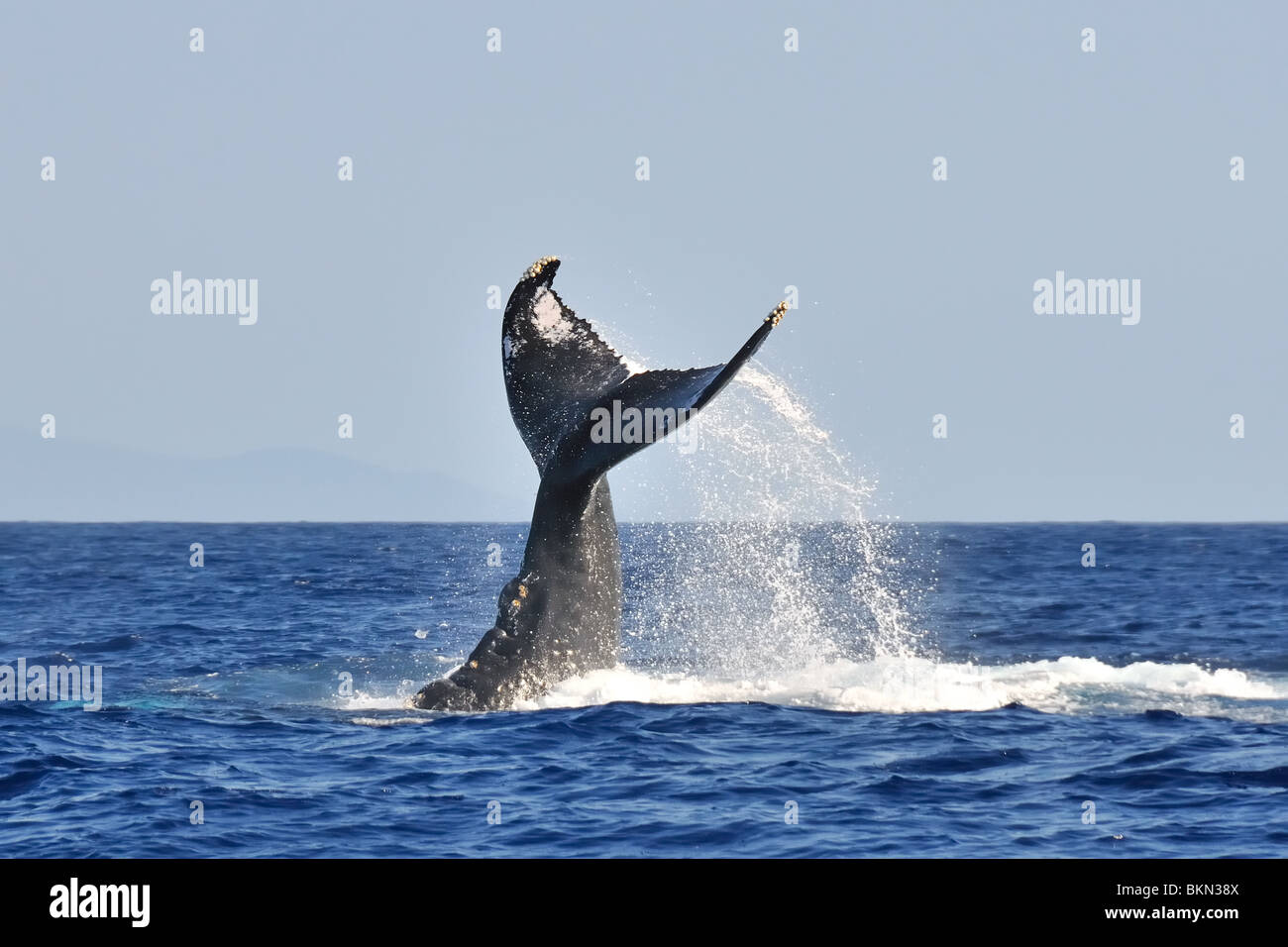 A humpback whale tail slaps in the waters off of Lahaina, Hawaii. Stock Photo