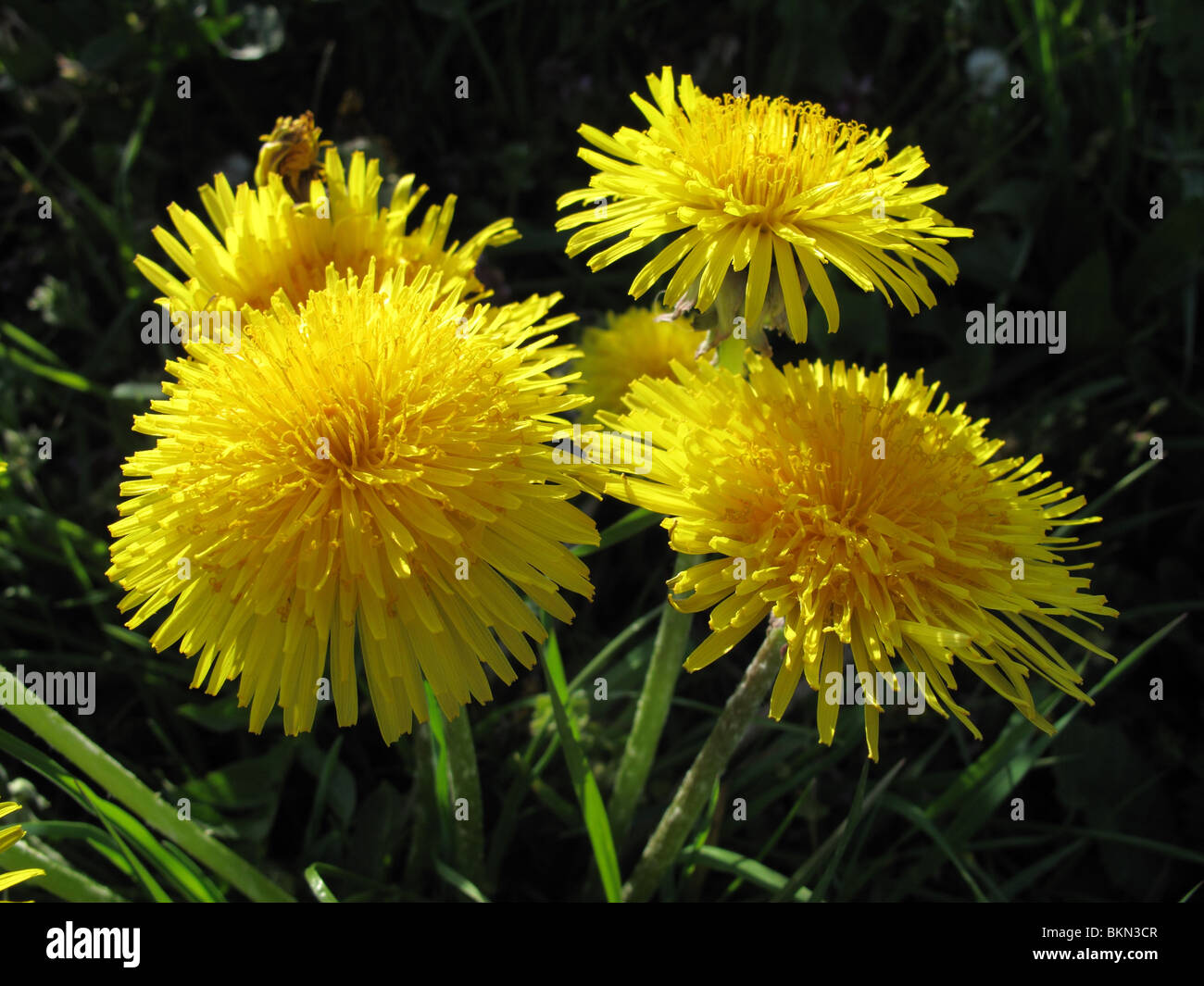 Dandelions (Taraxacum agg) Stock Photo