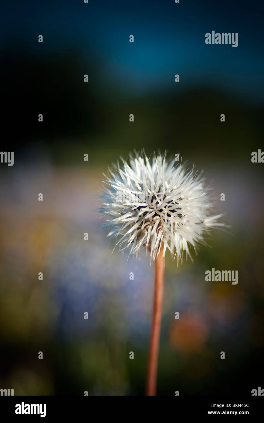 Dandelion lion hi-res stock photography and images - Alamy