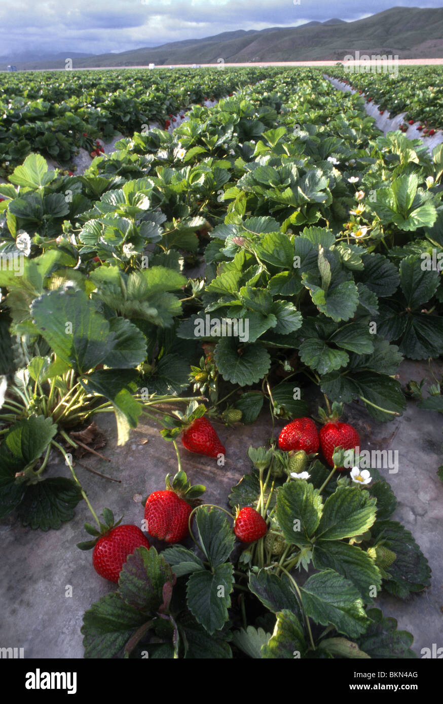 California Strawberries Stock Photo Alamy