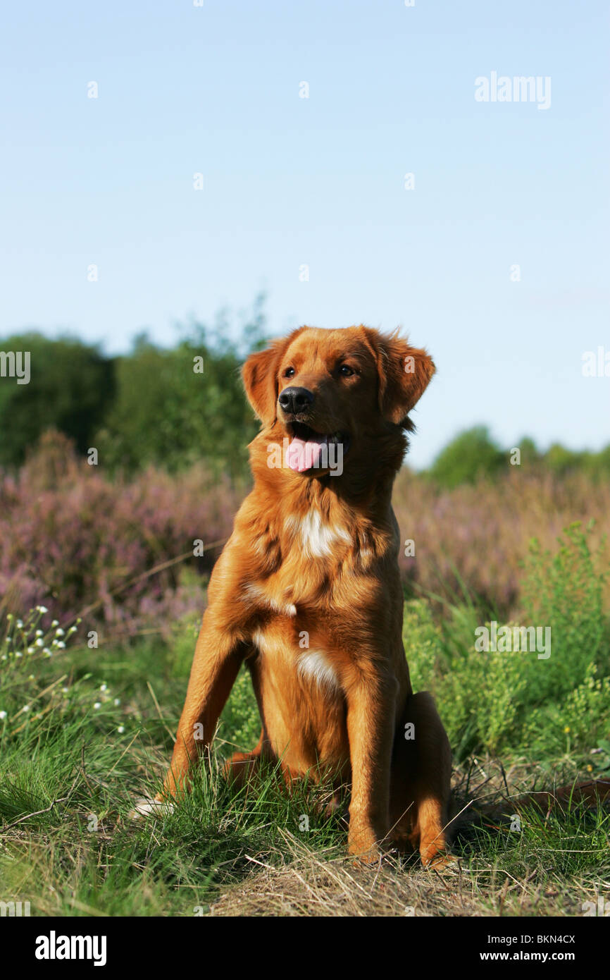 Toller hund hi-res stock photography and images - Alamy