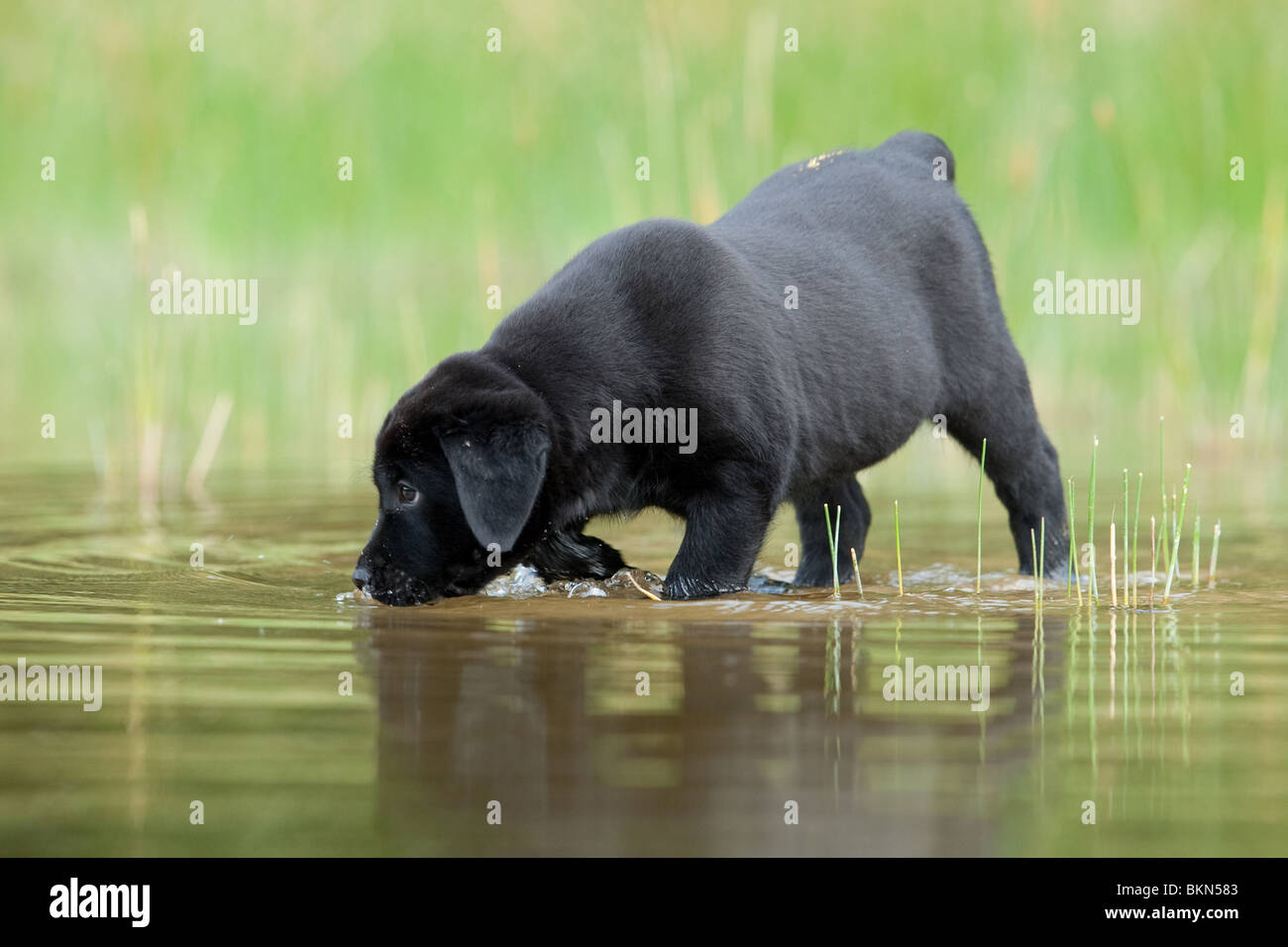 bathing Labrador Puppy Stock Photo Alamy