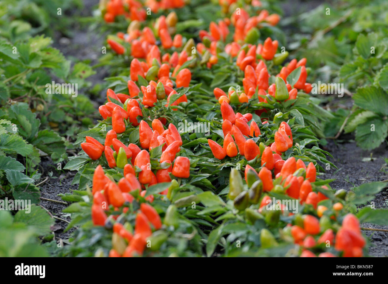Capsicum plants hires stock photography and images Alamy