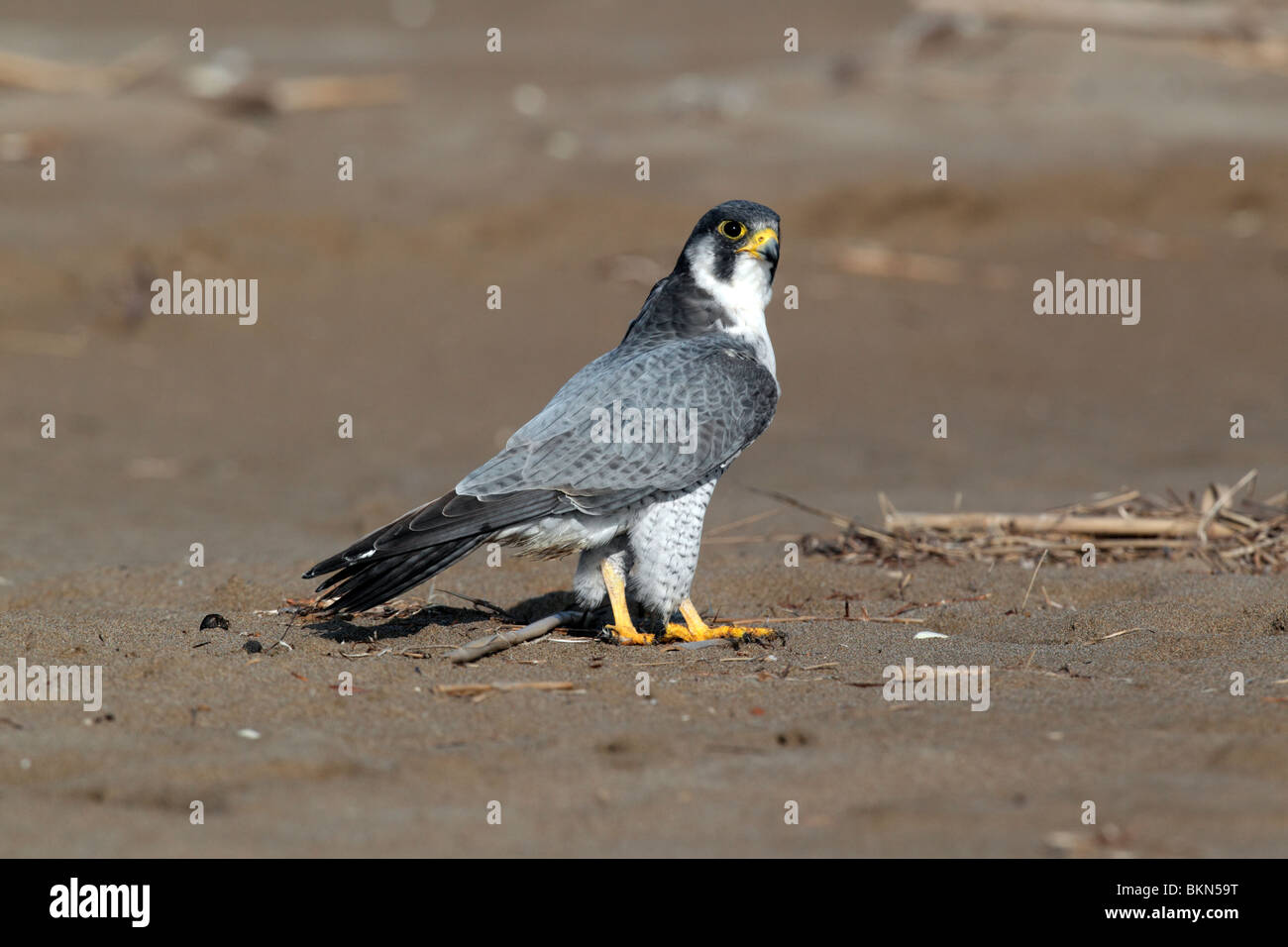 Peregrine, Falco peregrinus, single bird on beach, Western Spain, April 2010 Stock Photo