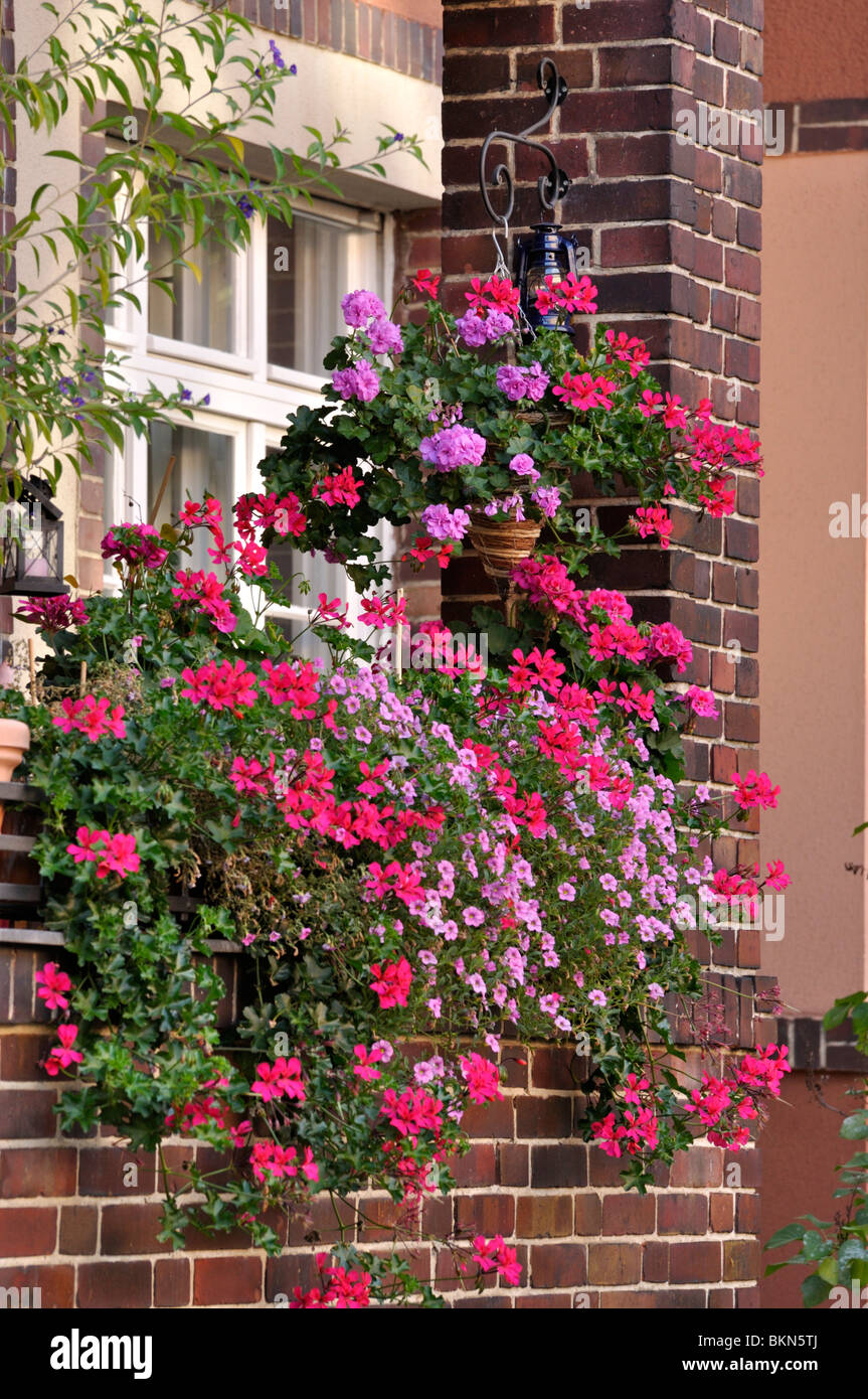 Pelargoniums (Pelargonium) and Calibrachoa on a balcony Stock Photo