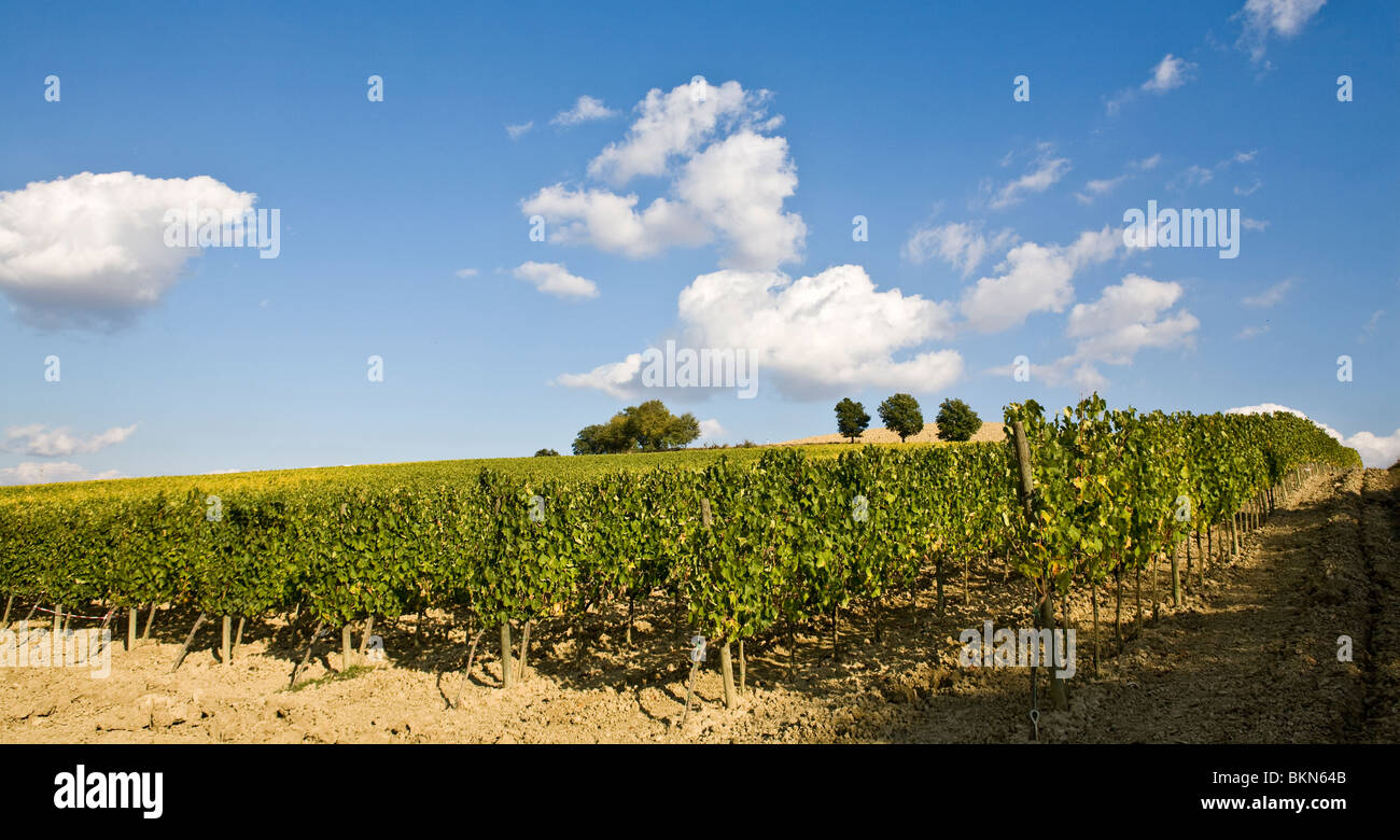 vineyards in tuscany Stock Photo