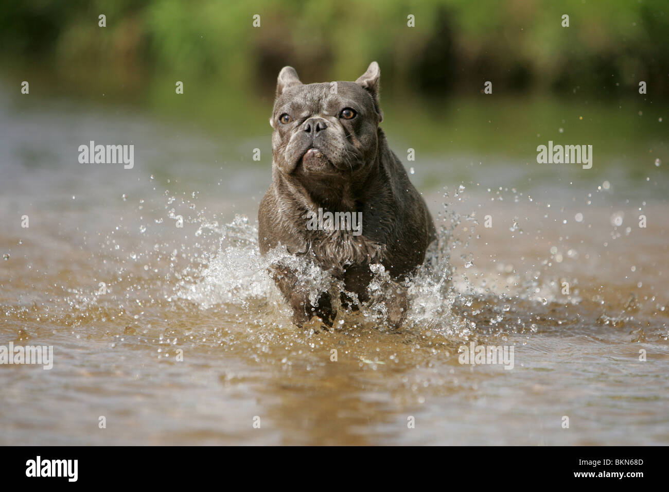 bathing French Bulldog Stock Photo - Alamy