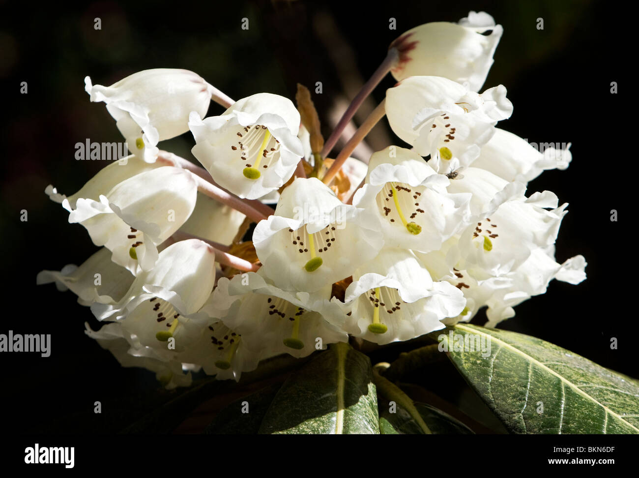 Rhododendron white Stock Photo