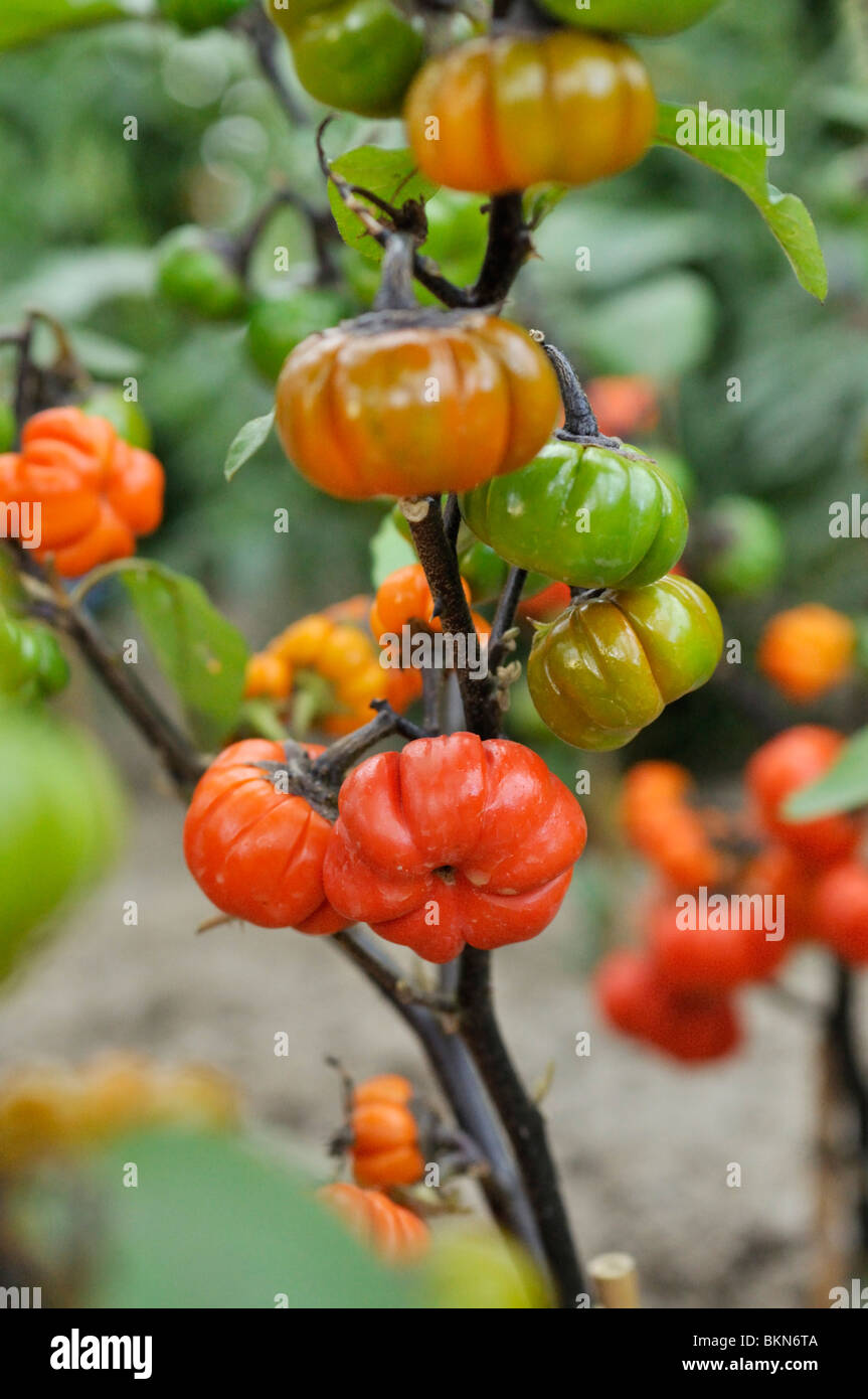 Ethiopian eggplant (Solanum aethiopicum) Stock Photo