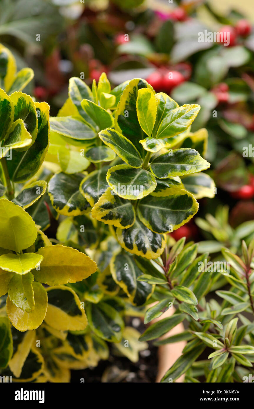 Japanese Spindle Tree Or Shrub High Resolution Stock Photography And Images Alamy