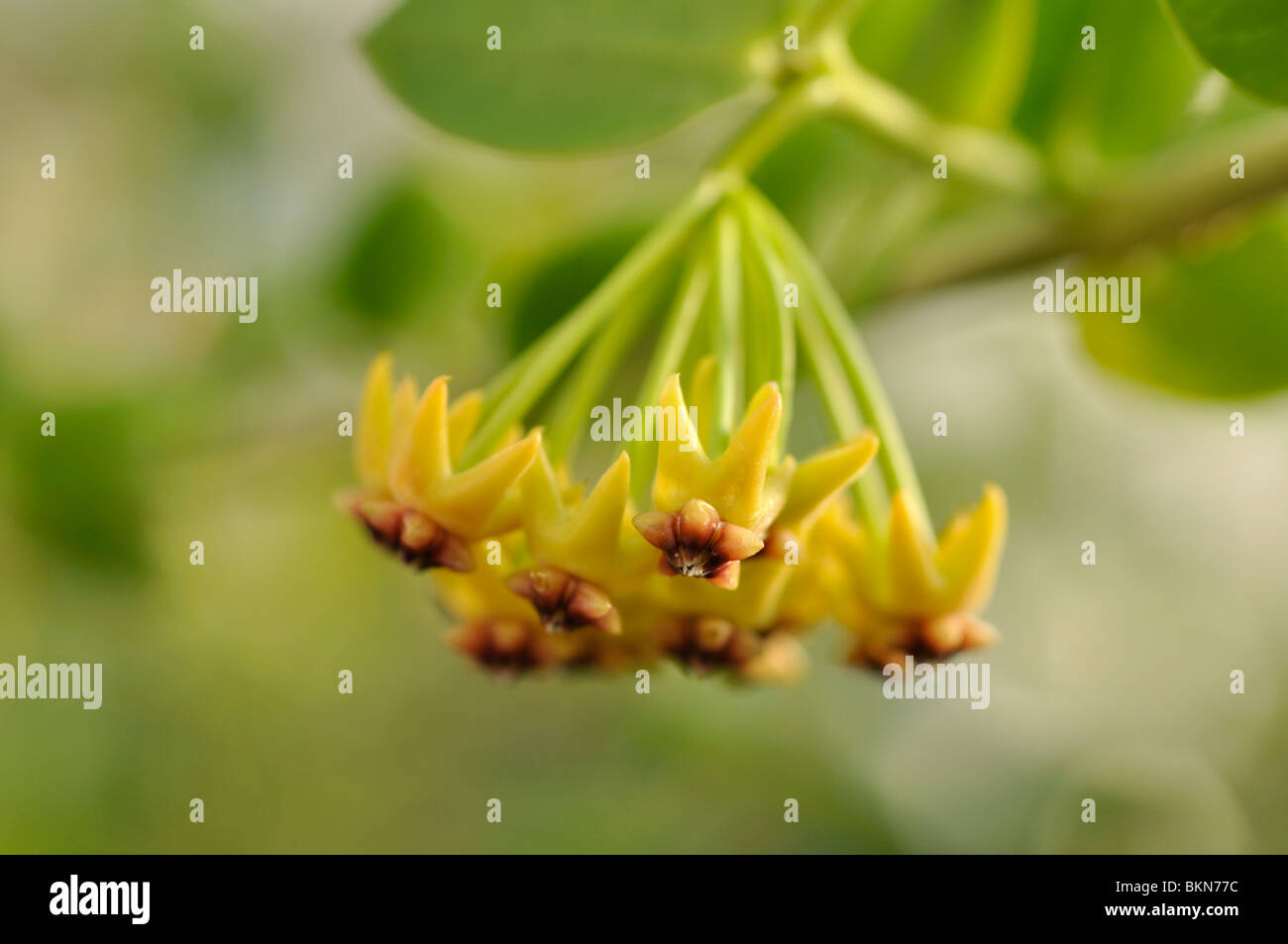 Wax plant (Hoya cumingiana) Stock Photo