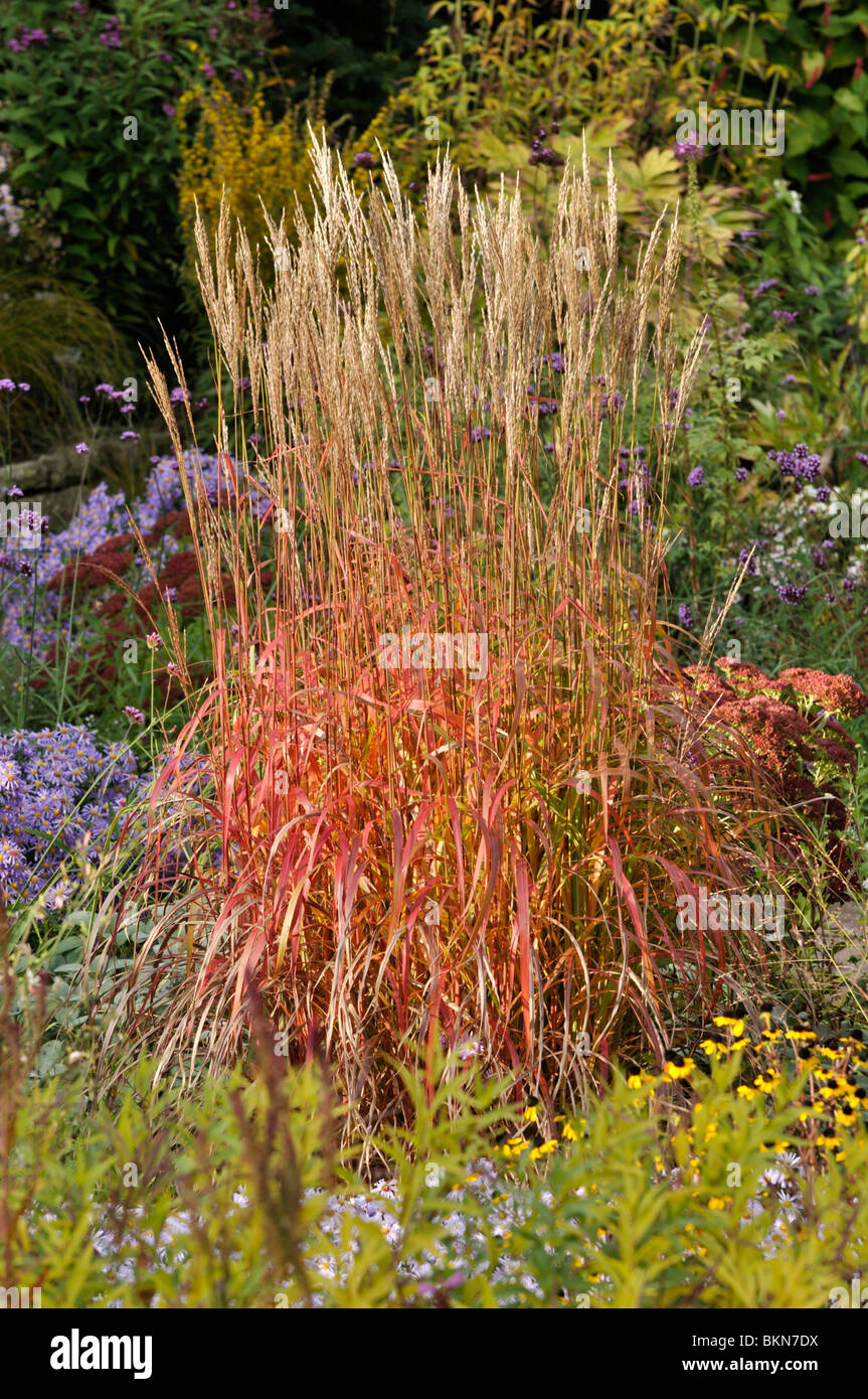 Chinese silver grass (Miscanthus sinensis 'Ghana') Stock Photo