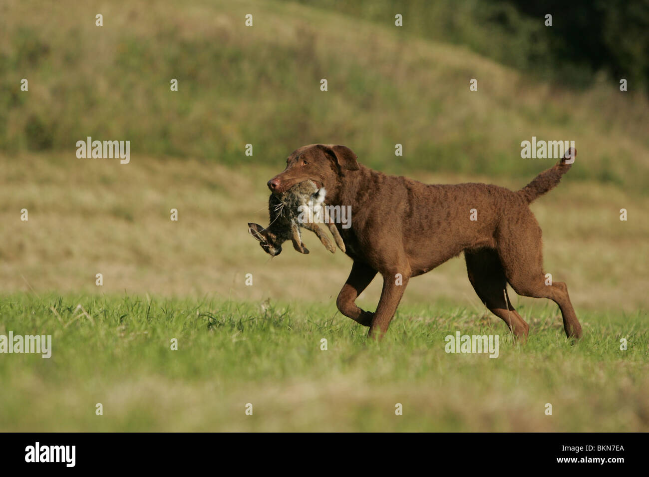 hunting with Chesapeake Bay Retriever Stock Photo Alamy