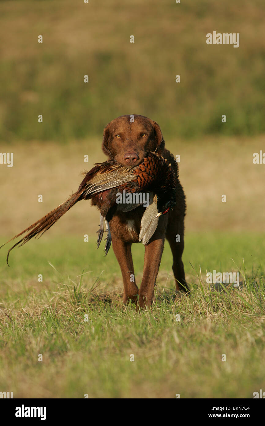 hunting with Chesapeake Bay Retriever Stock Photo Alamy