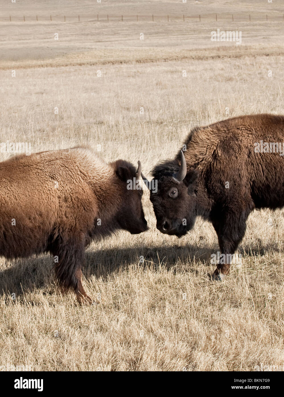 Butting heads hires stock photography and images Alamy