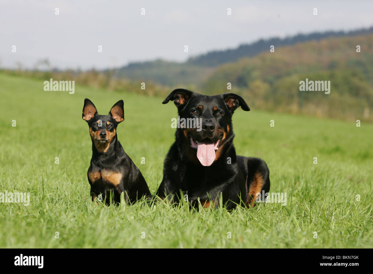 Beauceron and Pinscher Stock Photo - Alamy