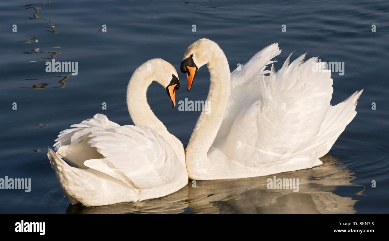 Swans Courting 3 Stock Photo
