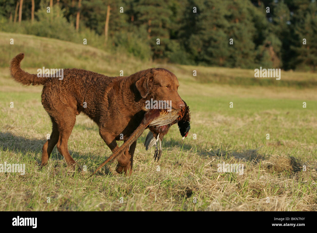 hunting with Chesapeake Bay Retriever Stock Photo Alamy