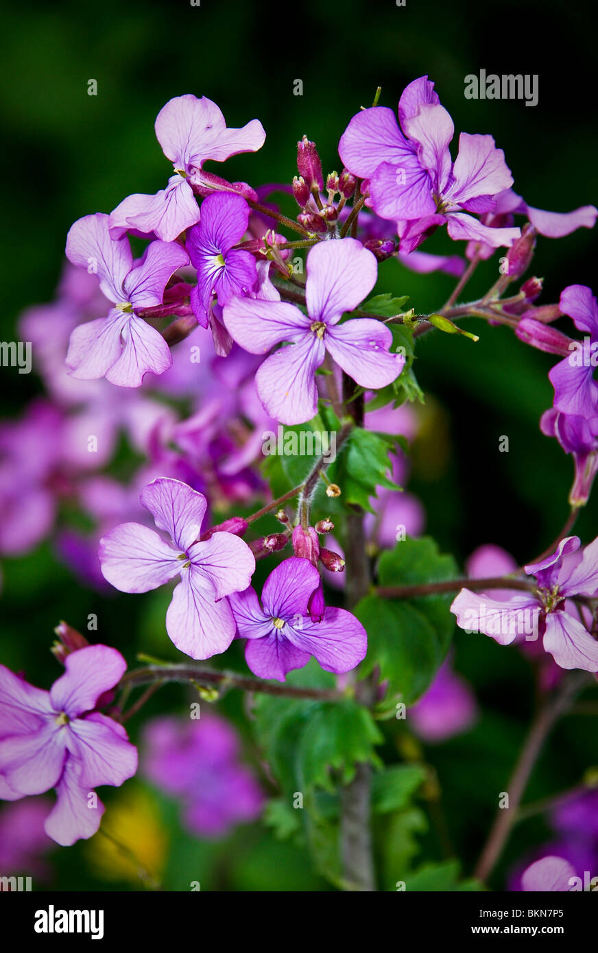 Beautiful purple flowers in a field Stock Photo - Alamy