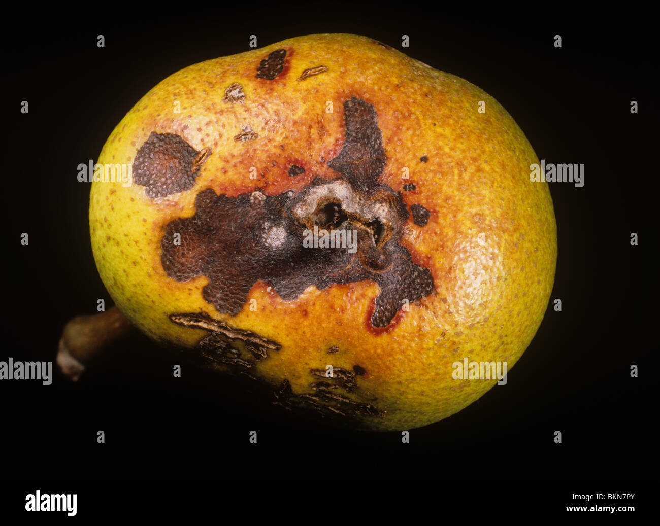 Alternaria fruit spot (Alternaria alternata) lesion on pear fruit, Greece Stock Photo