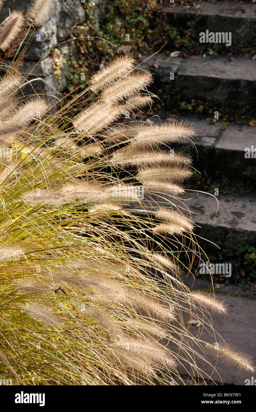 Dwarf fountain grass (Pennisetum alopecuroides) Stock Photo