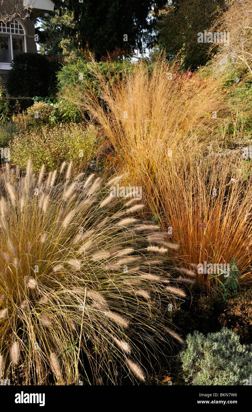 Dwarf fountain grass (Pennisetum alopecuroides) and tall moor grass (Molinia arundinacea 'Transparent') Stock Photo