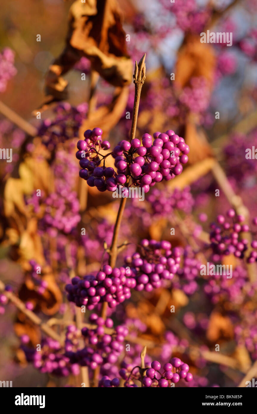 Japanese beautyberry (Callicarpa japonica Stock Photo - Alamy
