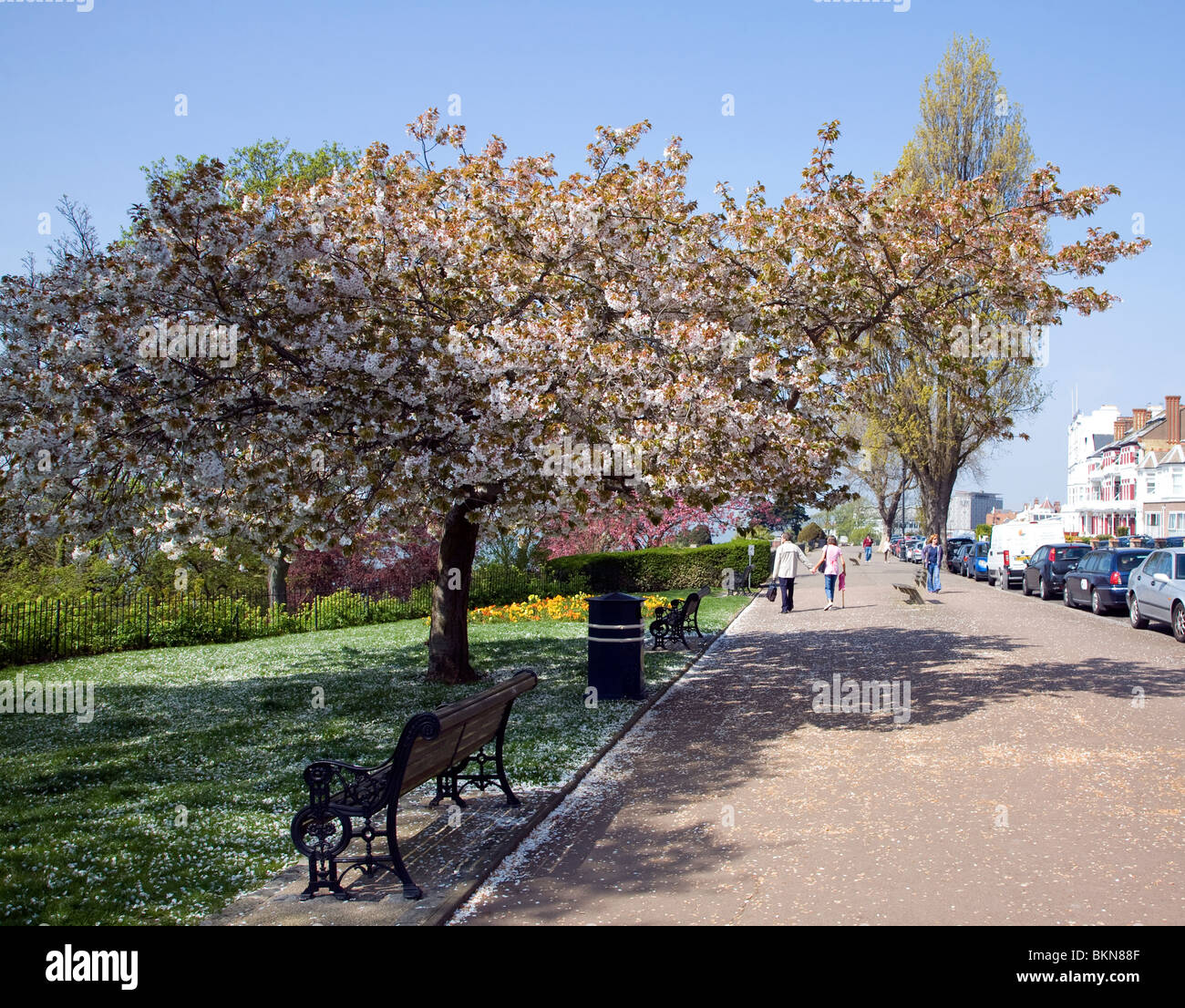 Cherry blossom tree, Cliff Gardens, Westcliff Parade, Southend, Essex Stock Photo