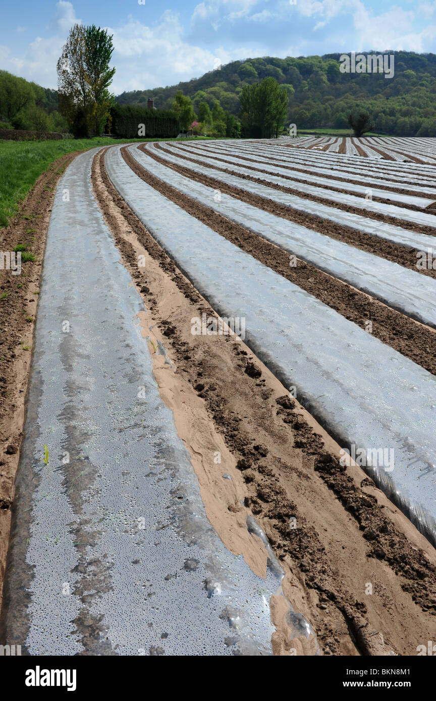 Polythene cloches on arable farmland in Shropshire England Uk Stock Photo