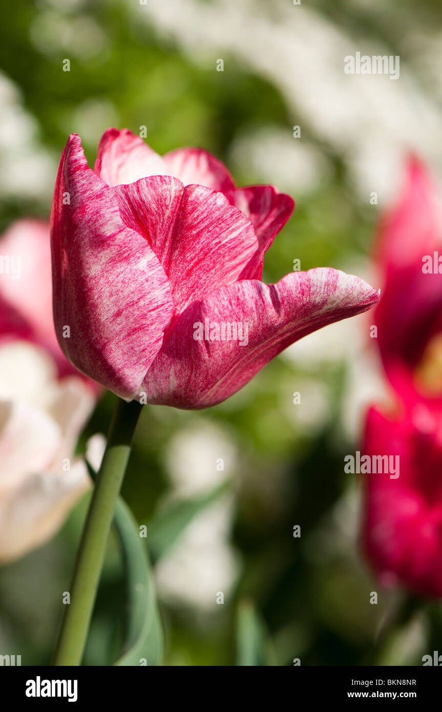Triumph Tulip Hemisphere in bloom in spring Stock Photo