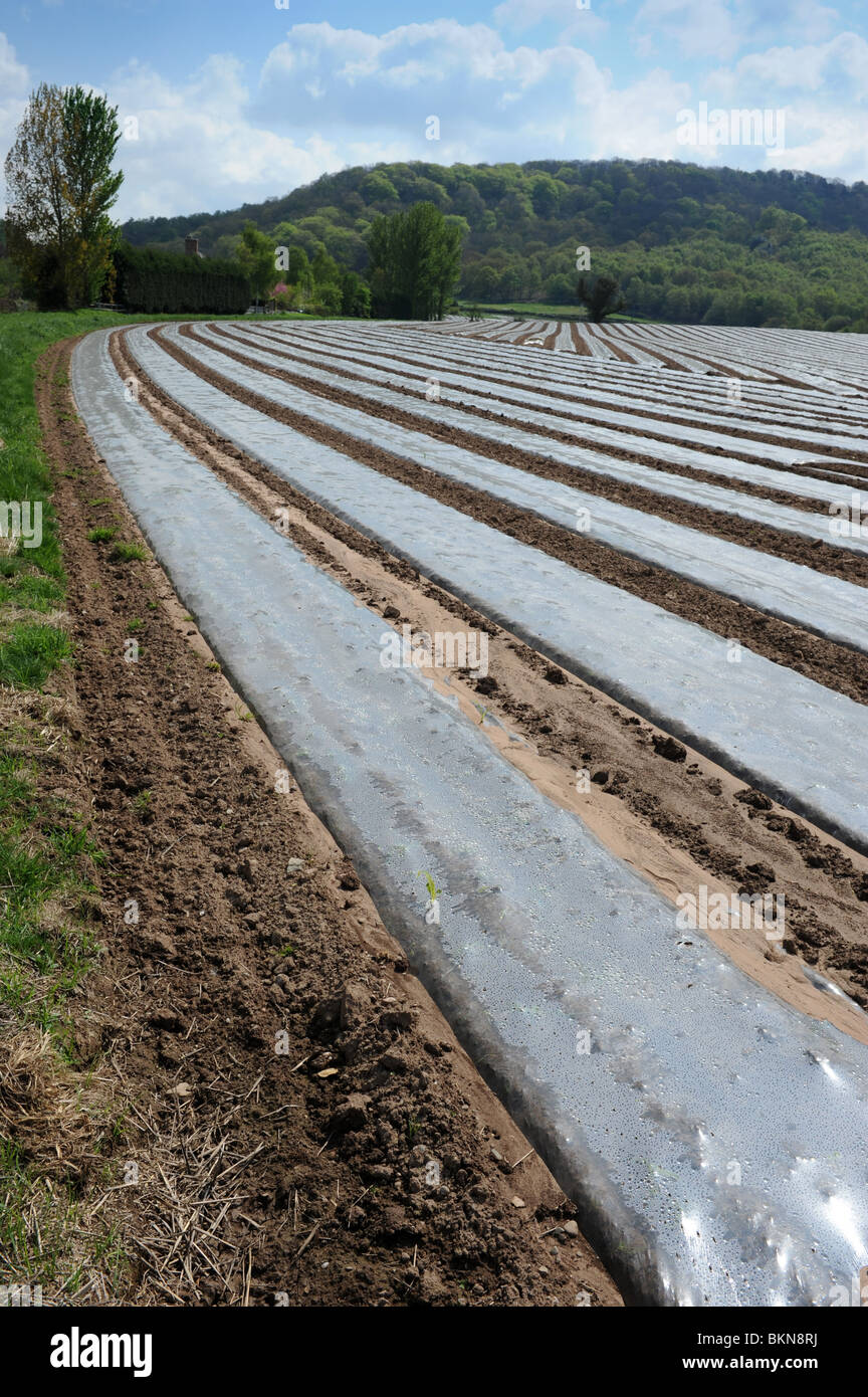 Polythene cloches on arable farmland in Shropshire England Uk Stock Photo