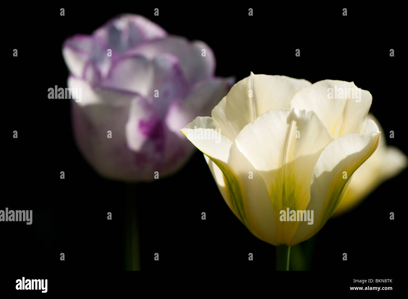 Tulipa 'Spring Green' (viridiflora tulip) and Tulipa 'Shirley' (triumph tulip) in flower in spring Stock Photo