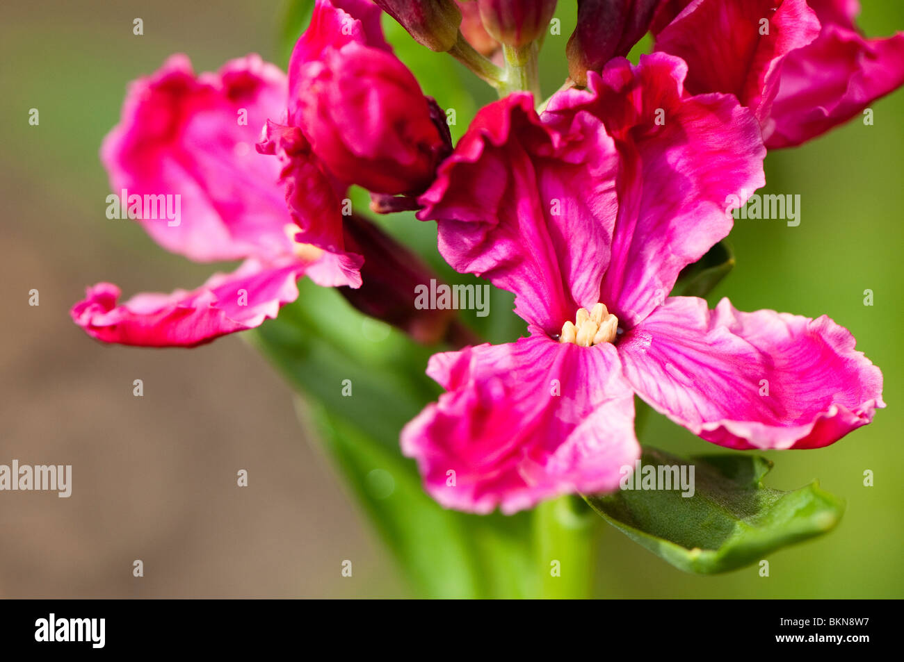 Deep pink wallflowers erysimum flowering hires stock photography and