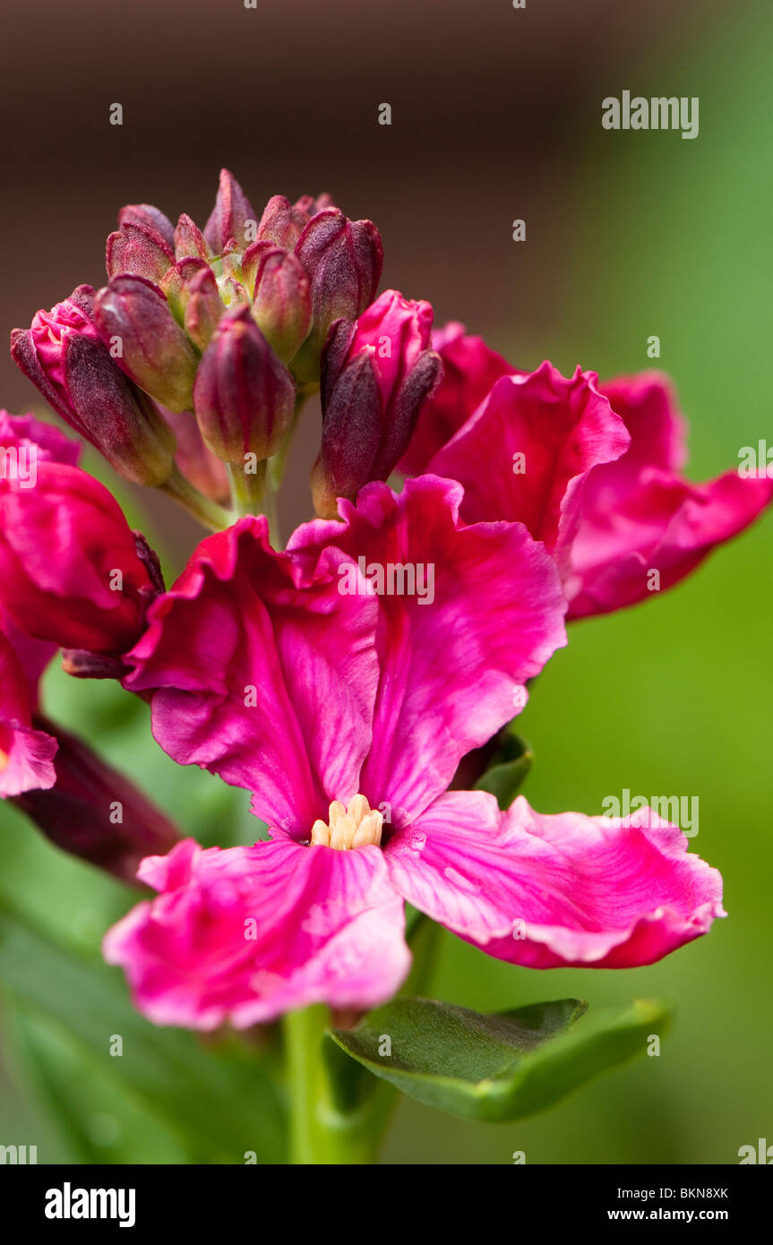 Deep pink wallflowers erysimum flowering hires stock photography and