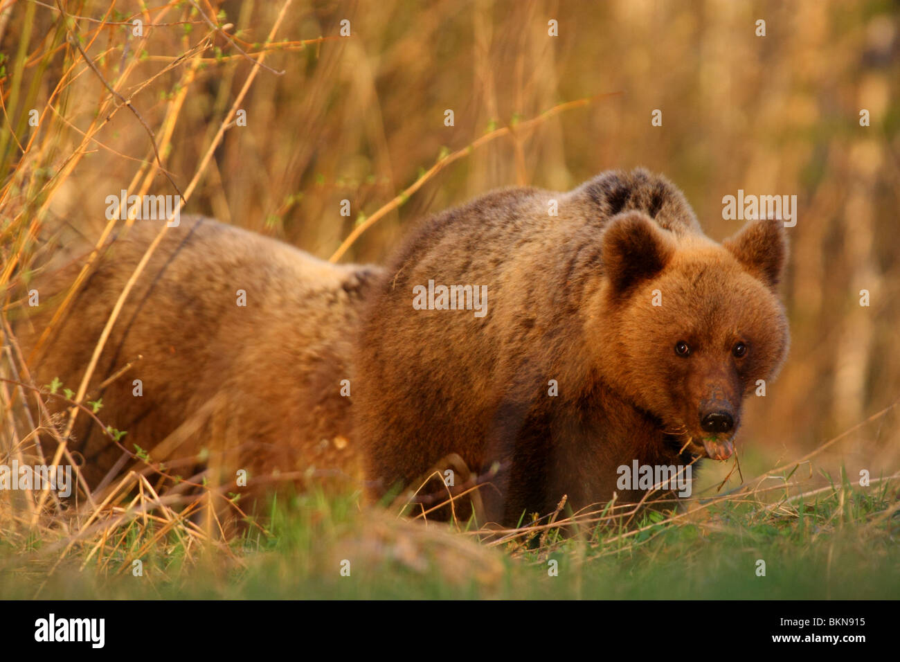 Two Brown bears (Ursus arctos), spring 2010 Stock Photo