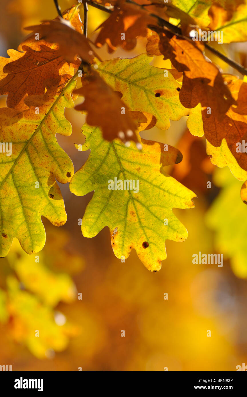 Common oak (Quercus robur Stock Photo Alamy