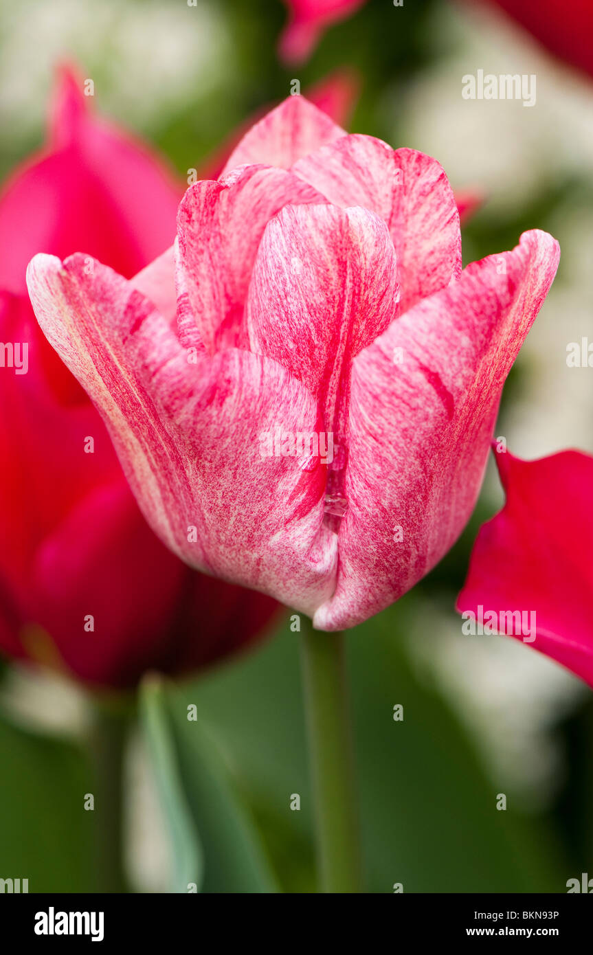 Triumph Tulip 'Hemisphere' in bloom in spring Stock Photo