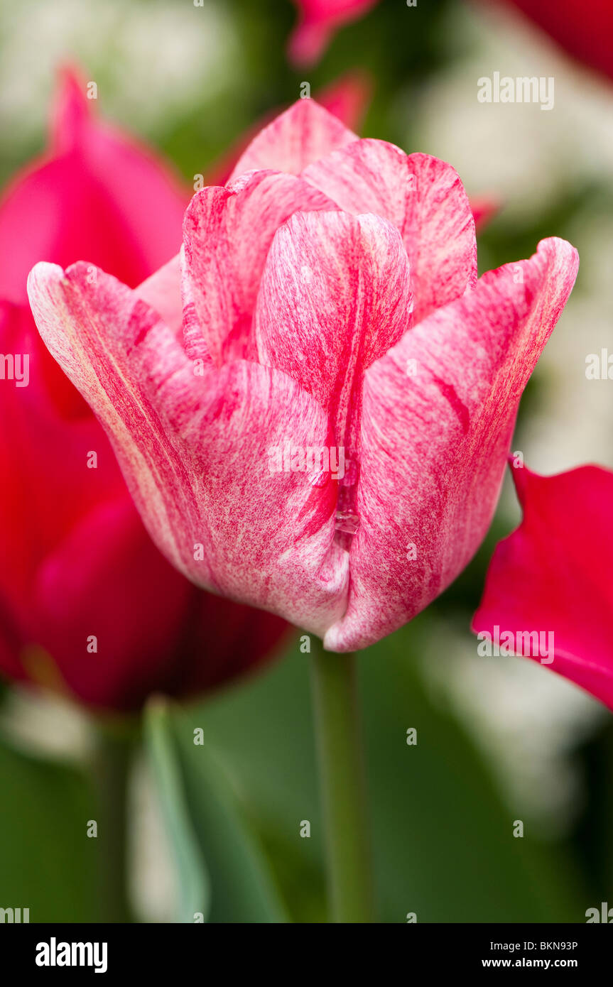 Hot pink tulip hi-res stock photography and images - Alamy