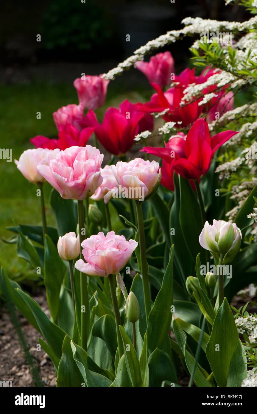 Garden border with tulips (Triumph Hemisphere, Angelique and Viridiflora Doll's Minuet) and Spiraea 'Arguta', Bridal Wreath Stock Photo