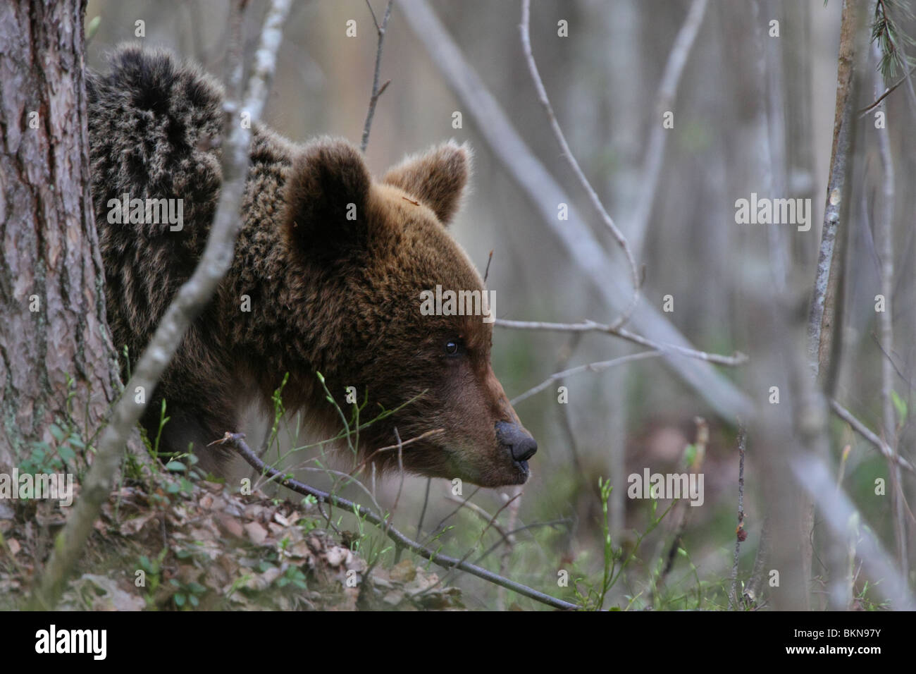 European Brown Bear (Ursus arctos) in boreal forest Stock Photo - Alamy