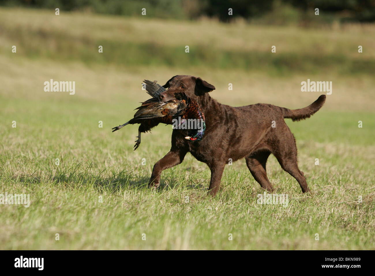 hunting with Chesapeake Bay Retriever Stock Photo Alamy