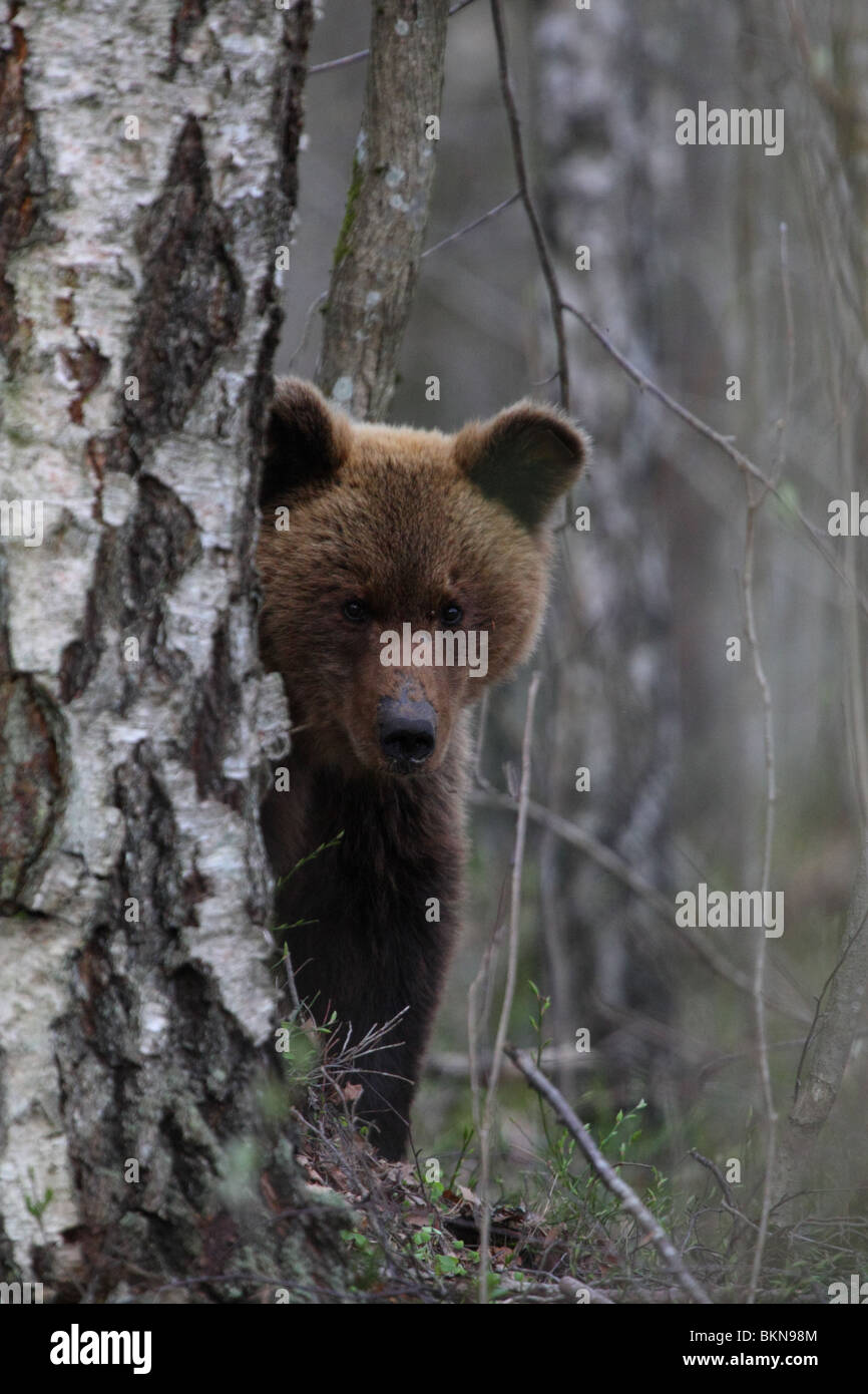 European Brown Bear (Ursus arctos) peeking behind tree. Stock Photo
