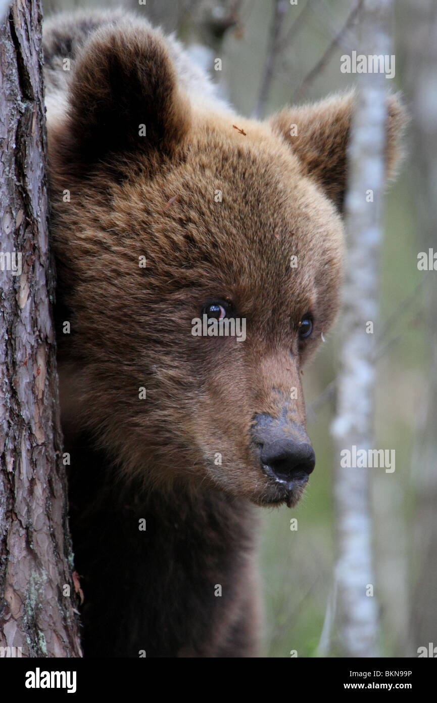 Portrait of an European Brown Bear (Ursus arctos). May 2010 Stock Photo