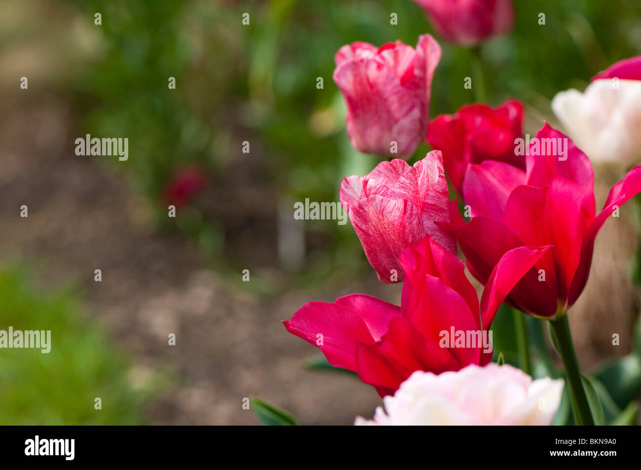 Garden border with tulips (Triumph Hemisphere, Angelique and Viridiflora Doll's Minuet) in spring Stock Photo