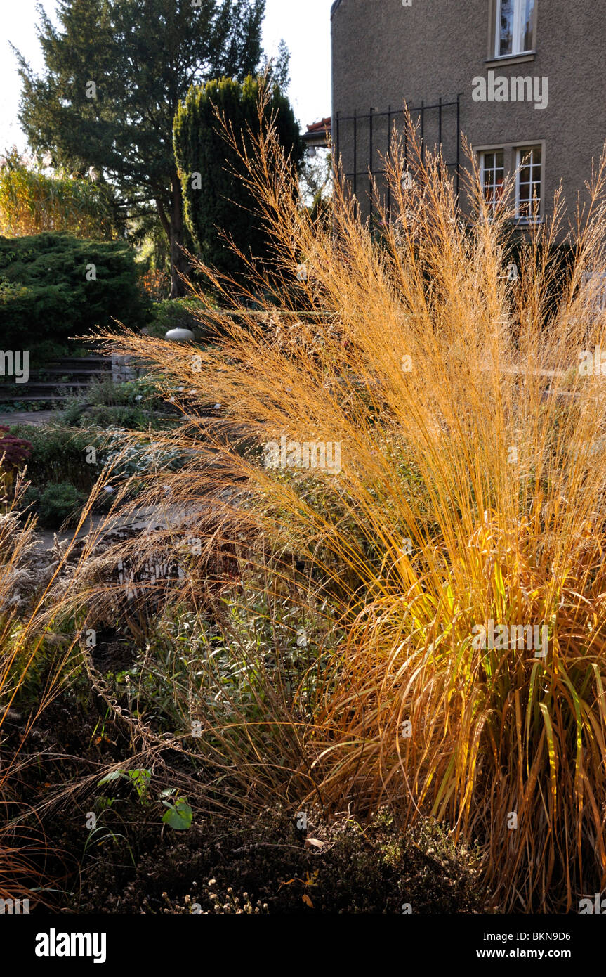 Tall moor grass (Molinia arundinacea 'Transparent') Stock Photo