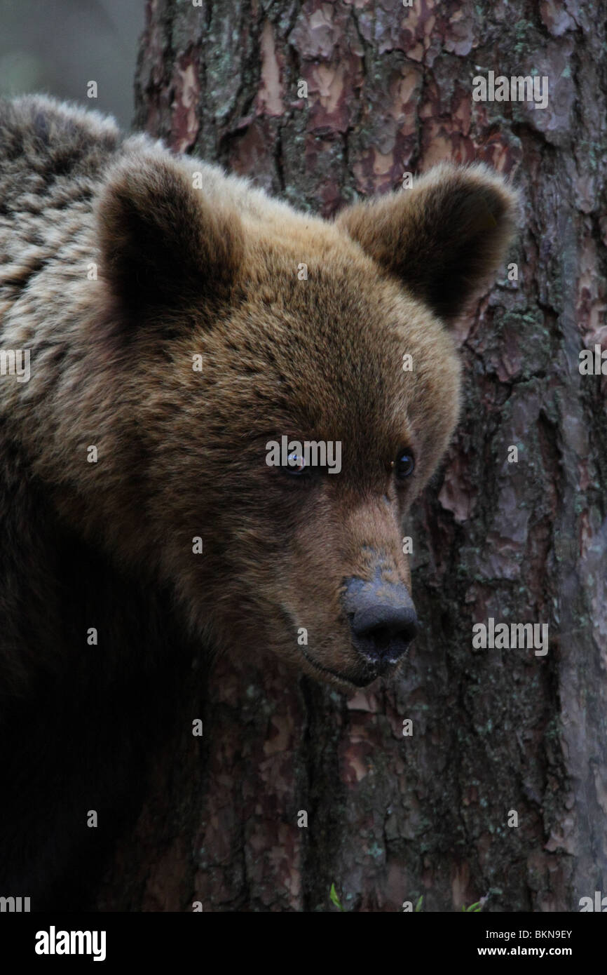 European Brown Bear (Ursus arctos). May 2010 Stock Photo