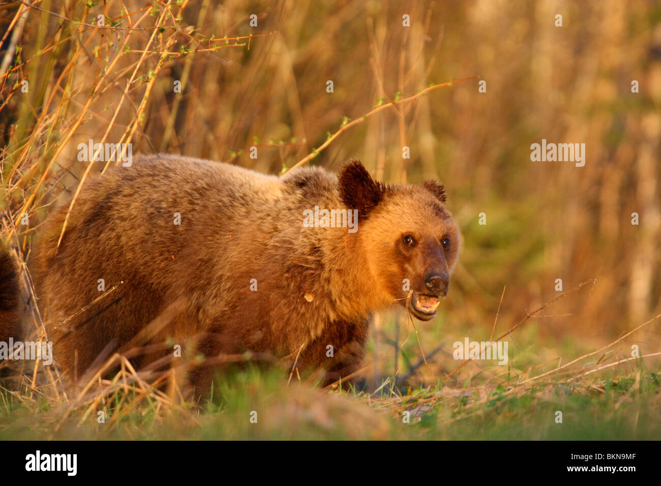 European Brown Bear's (Ursus arctos) in golden light, May 2010. Estonia Stock Photo