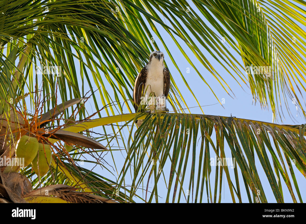 Osprey: Pandion haliaetus. Everglades, Florida, USA. Feeding on fish Stock Photo