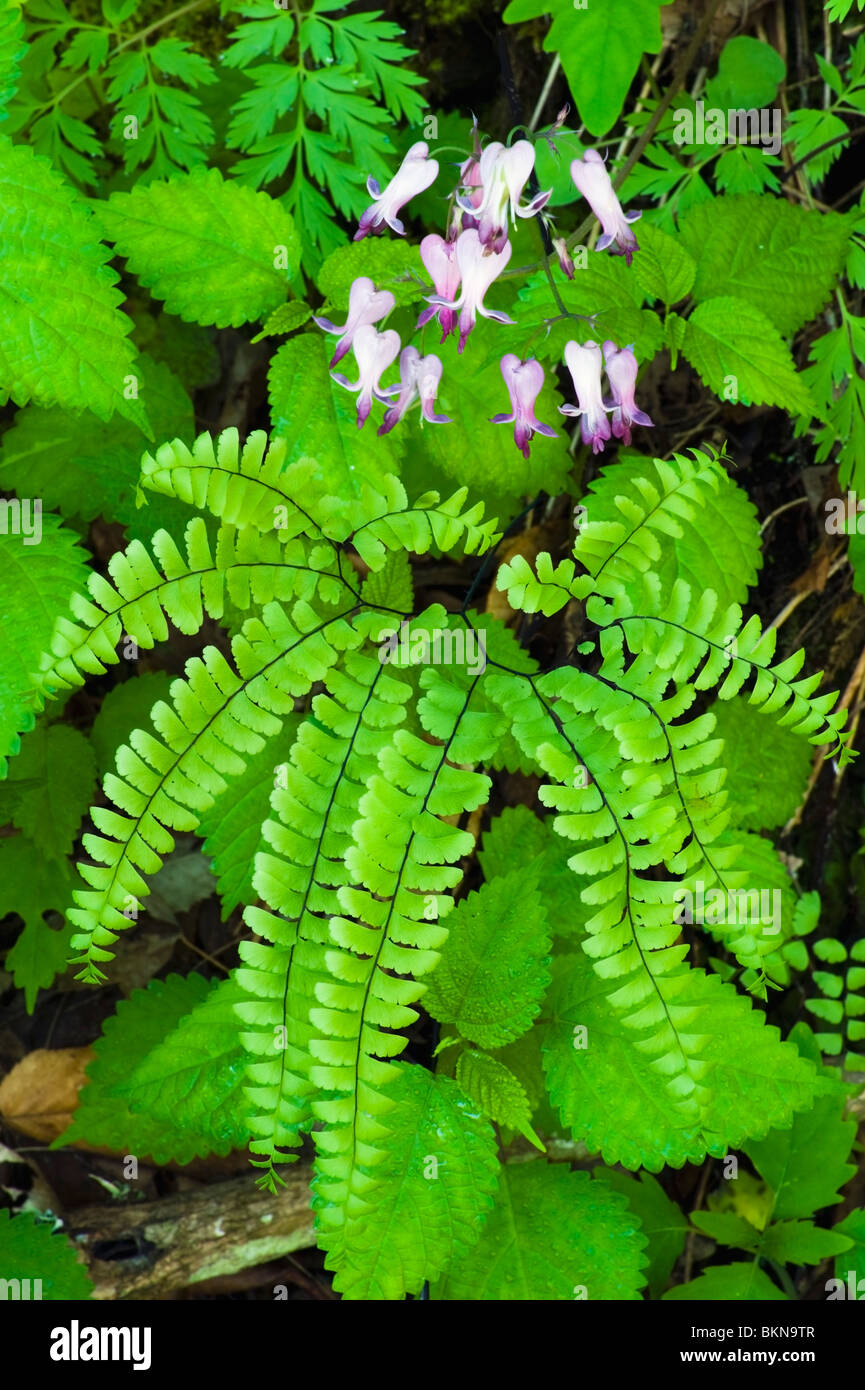 Wild Bleeding-Heart Flowers Above A Northern Maidenhair Fern In The Great Smoky Mountains National Park Stock Photo